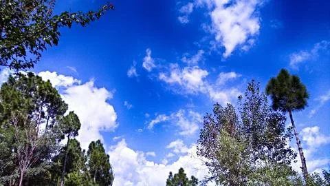 Pine Tree Blue Sky With Clouds Natural Beauty in Murree Village Pakistan Stock-Fotos