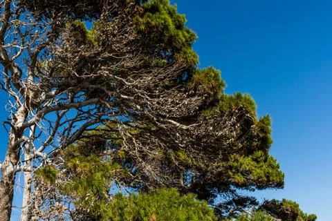Pine tree in a blue sky Crete Stock Photos