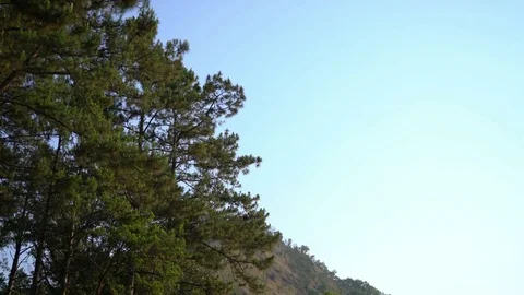 Pine tree in blue sky Stock Footage 82700578