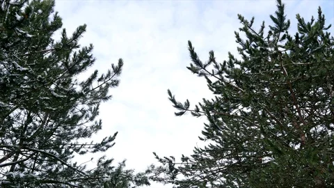 Pine tree with blue sky Video stock 85895132