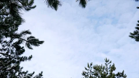 Pine tree with blue sky Stock Footage 85895828