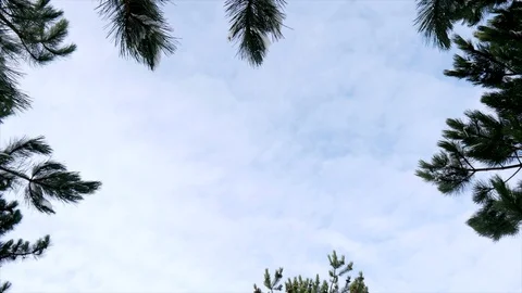 Pine tree with blue sky Video stock 85896719