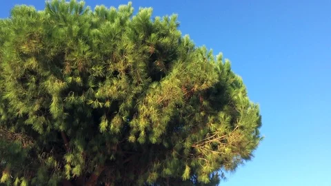 Pine tree with blue sky Stock Footage 94472772