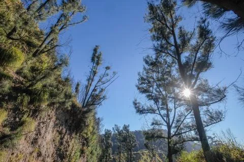 Pine tree with the  blue sky at Mount Dingklik , East Java,Indonesia Stock Photos