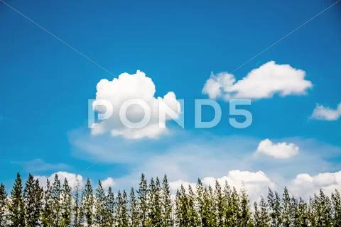 Pine tree with blue sky Stock Photos