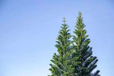 Pine tree on blue sky Stock Photos