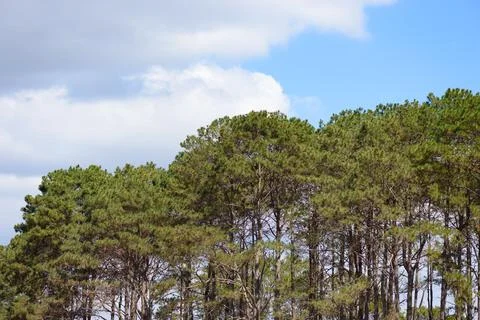 Pine tree with blue sky Stock Photos