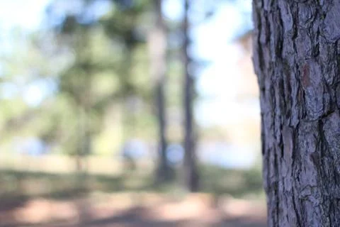 Pine tree with blurred background Foto stock