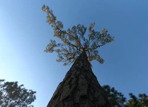 Pine tree blurred from the base to the apex of large pine tree Fotos Stock