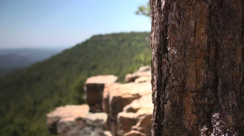 Pine Tree Bokeh Stock Footage 24719582