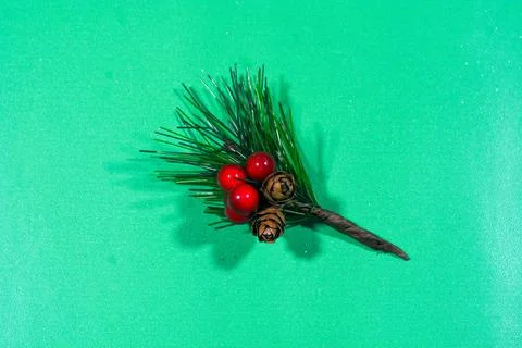 Pine tree border plant backgrounds nature. Stock Photos