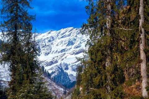 Pine tree on both sides of the frame and snow-covered mountain in the middle. Fotos de archivo