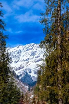 Pine tree on both sides of the frame and snow-covered mountain in the middle. Fotos de archivo