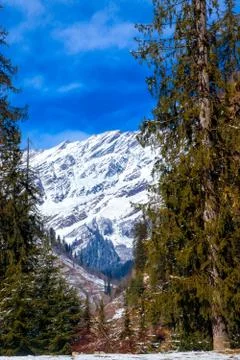 Pine tree on both sides of the frame and snow-covered mountain in the middle. Fotos de archivo