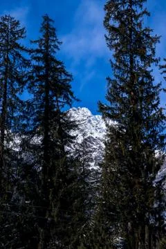 Pine tree on both sides of the frame and snow-covered mountain in the middle. Fotos de archivo