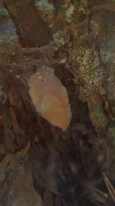 Pine tree bottom with running ant and spider net in forest Stock Footage 310865134
