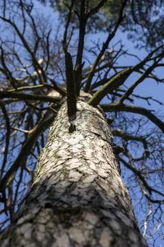 Pine tree, bottom up view, against blue sky Stock Photos