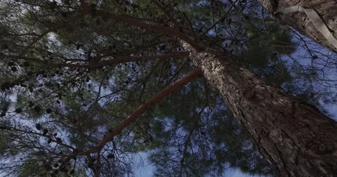 Pine tree bottom up view Stock Footage 61225581