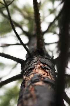 Pine tree, bottom view Stock Photos