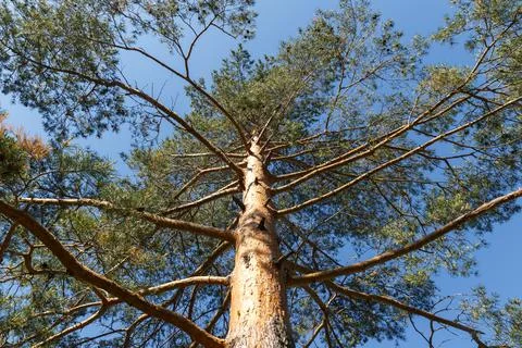 Pine tree, bottom view Stock Photos