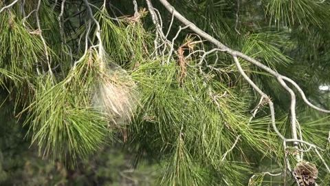Pine tree branch affected by the pine processionary moth Video stock 149939565