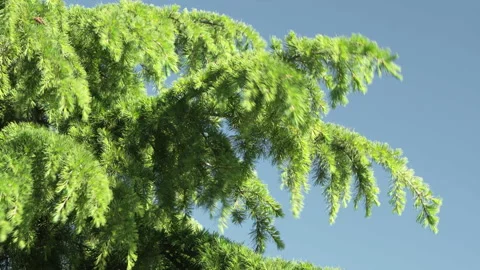 Pine tree branch against a blue sky swaying in the wind Stock Footage 209146282