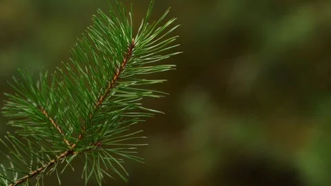 Pine Tree Branch and Blinking Christmas Lights Stock Video Footage 動画素材 344057986