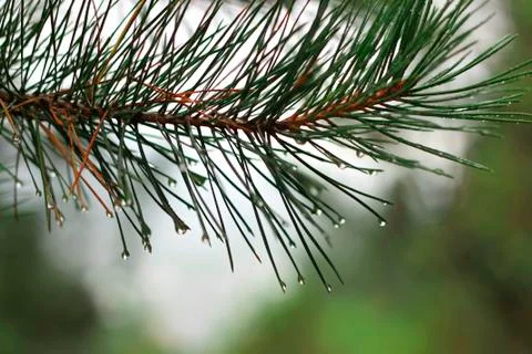 Pine tree branch and drops in autumn day Stock Photos