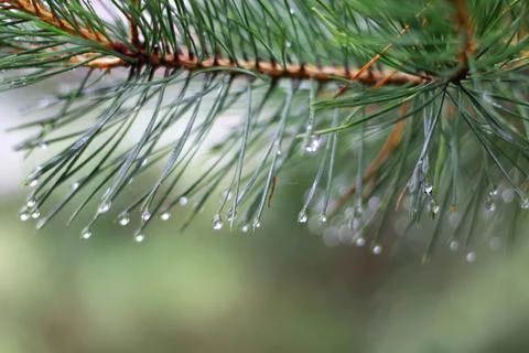 Pine tree branch and drops in autumn day 스톡 사진