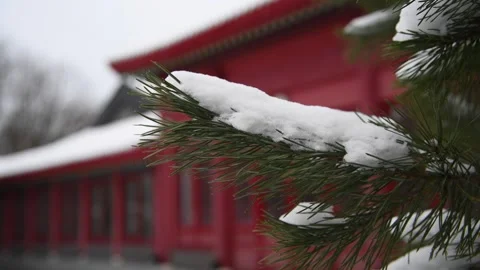 Pine tree branch and red Chinese style building Stock Footage 298987986