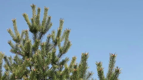 Pine tree branch background Stock Footage 37545583