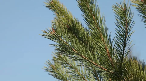 Pine tree branch background Stock Footage 37546950