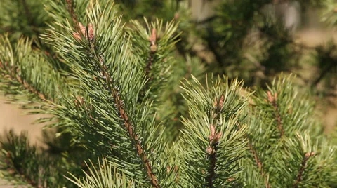 Pine tree branch background Stock Footage 37547340