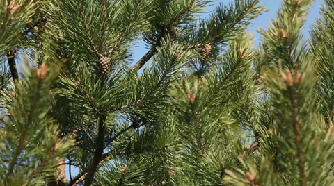 Pine tree branch background Stock Footage 37547683