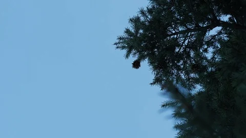  Pine Tree Branch Background with Sky Stock Footage 119832536