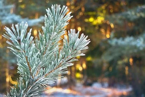Pine tree branch with a background of sun-covered forest in winter. Stock Photos