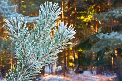 Pine tree branch with a background of sun-covered forest in winter. Stock Photos