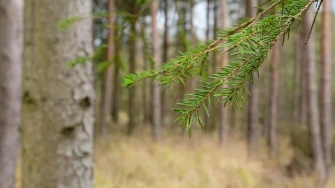Pine tree branch blowing in the wind. Woodland background. Stock Footage 124166817