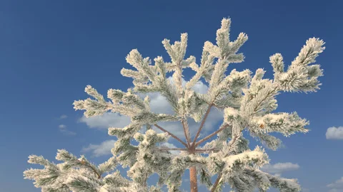 Pine tree branch on a blue cloudy sky background Stock Footage 152389262