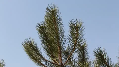 Pine tree branch on a blue sky background Stock Footage 10867939