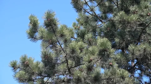 Pine tree branch on a blue sky background 库存影片 129959920