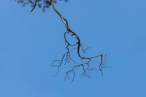 Pine tree Branch with is on a blue sky background in a park in autumn Stock Photos