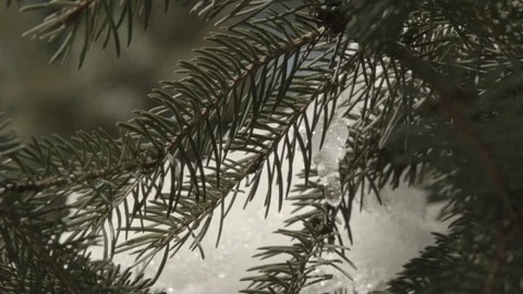 Pine tree branch bouncing with snow melting 動画素材 124601687