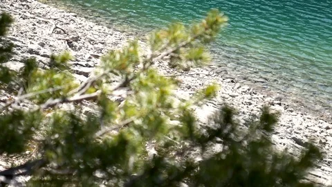 Pine tree branch in breeze at the shore of a turquoise coloured glacial lake. Stock Footage 107602151