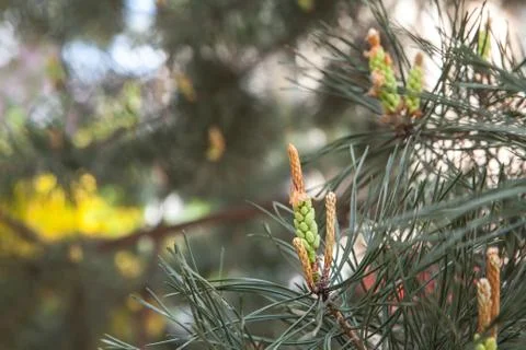 Pine tree branch, buds and cones, copyspace Stock Photos