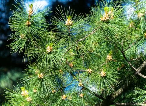 Pine tree branch with buds or sprouts Stock Photos
