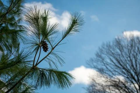 A Pine Tree Branch on a Clear Blue Sky Stock Photos
