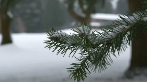 Pine tree branch (close up) Видео 143988591