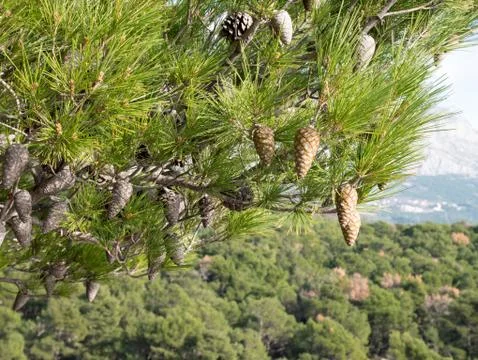Pine tree branch close up in green forest Stock Photos