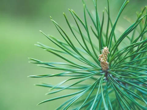 Pine tree branch close up with green needles and soft blurred background Fotos de archivo